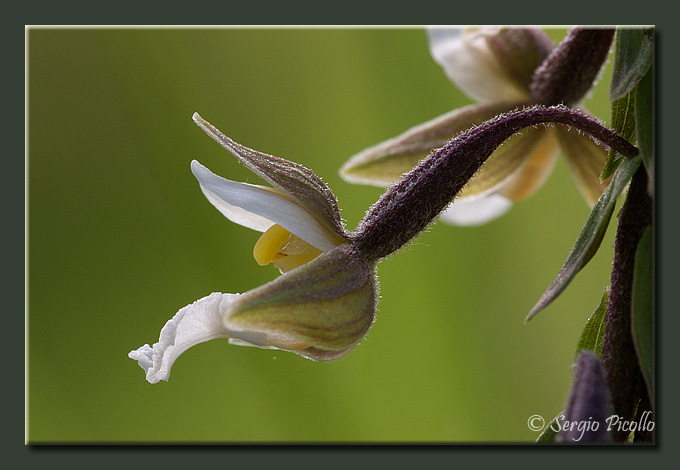 palustris_09_4131.jpg