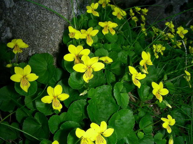 Viola biflora L. 14giu09 703.jpg