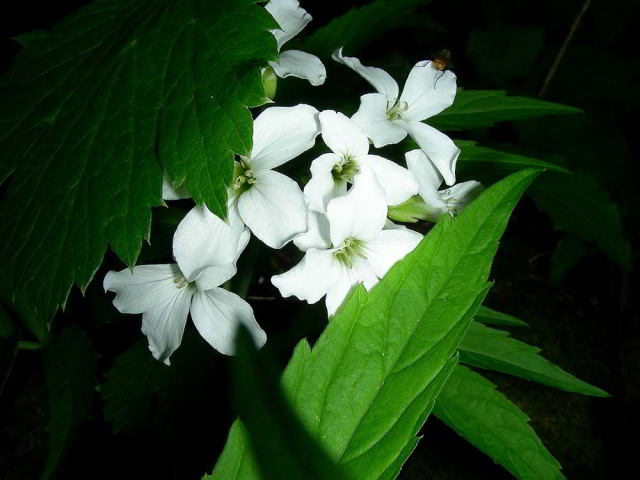 Cardamine heptaphylla (Vill.) O.E. Schulz 14giu09 623.jpg
