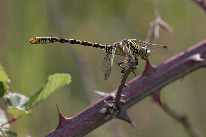 onychogomphus_09_3685.jpg