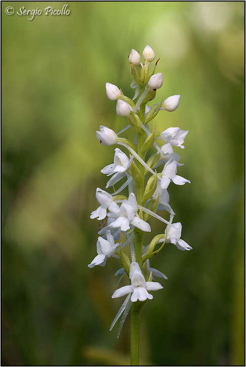gymnadenia_09_3974.jpg
