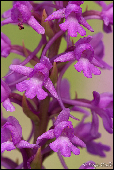 gymnadenia_09_3948.jpg
