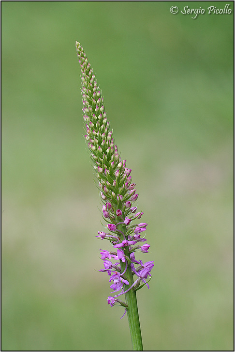 gymnadenia_07_3485.jpg