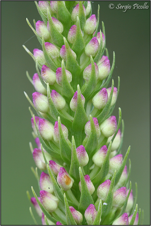 gymnadenia_07_3484.jpg