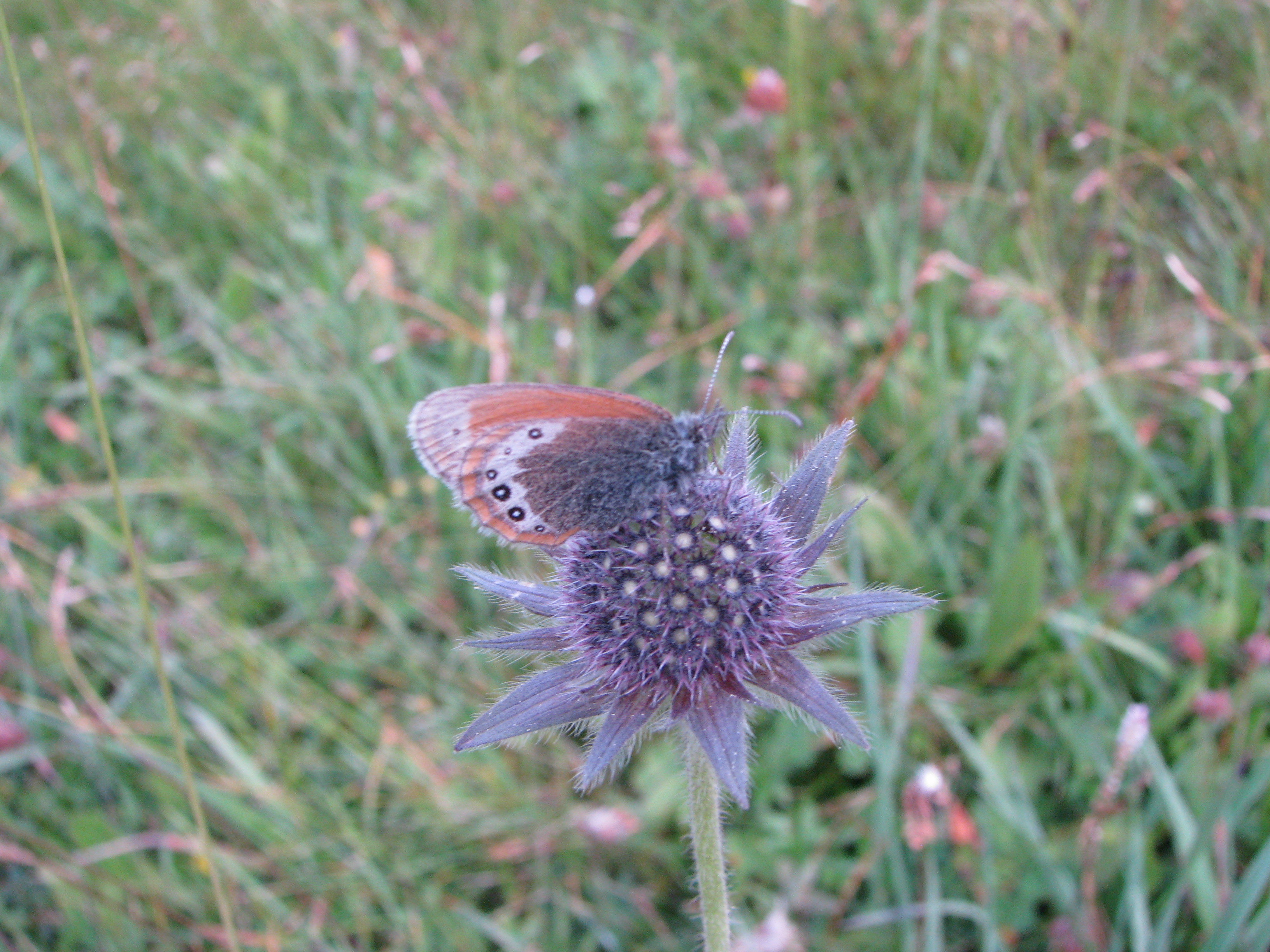 IMG_0564 forse Coenonympha tullia (Nymphalidae).jpg