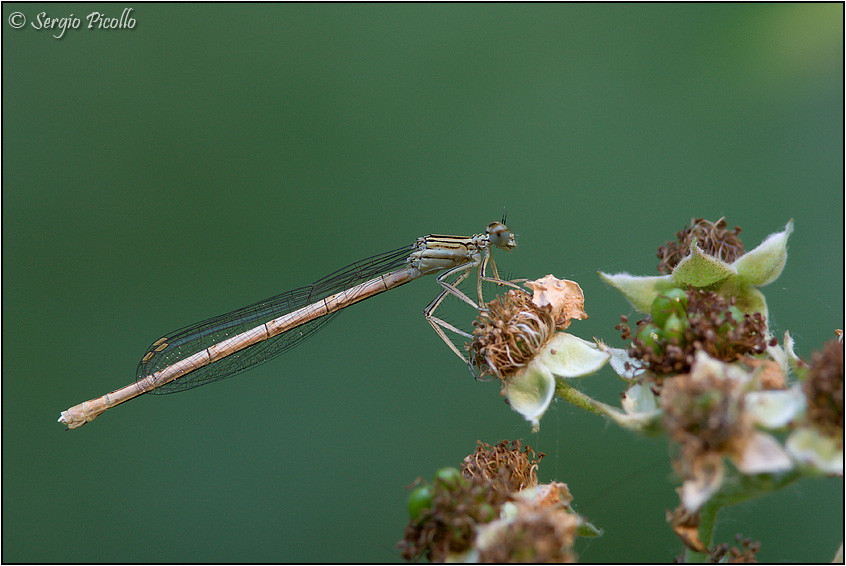 platycnemis_09_3921.jpg