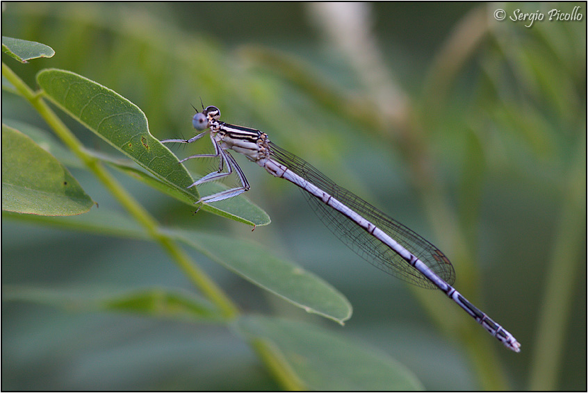 platycnemis_09_3925.jpg