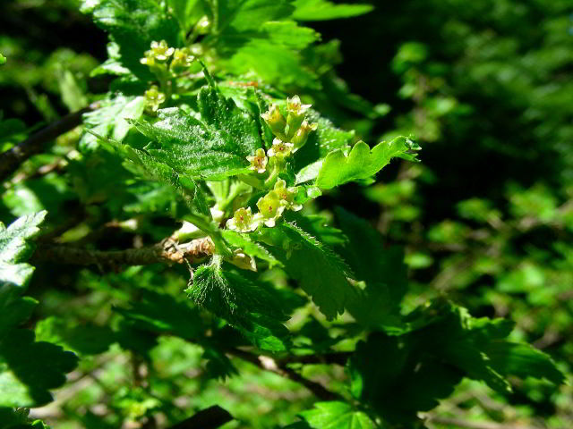 Ribes alpinum L. 14giu09 643.JPG