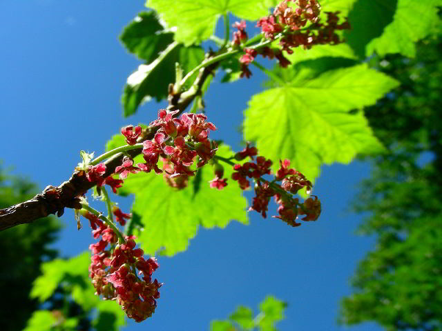 Ribes petraeum Wulfen 14giu09 634.JPG