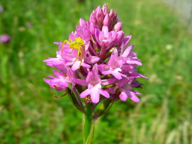Anacamptis pyramidalis (L.) Rich. 5giu09 308.JPG