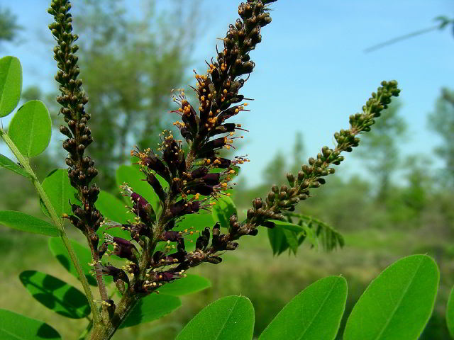 Amorpha fruticosa L. 20mag09 252.JPG