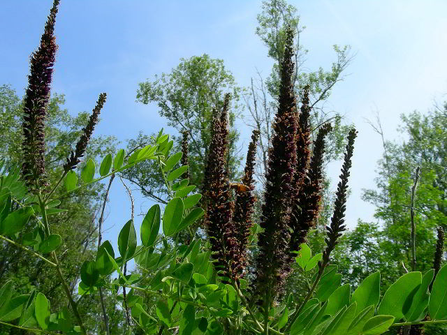 Amorpha fruticosa L. 20mag09 260.JPG