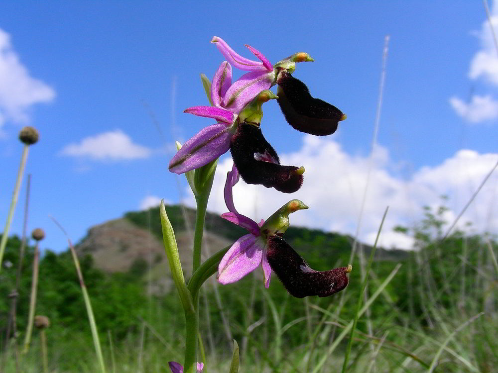 Copia di Ophrys bertolonii 103.JPG