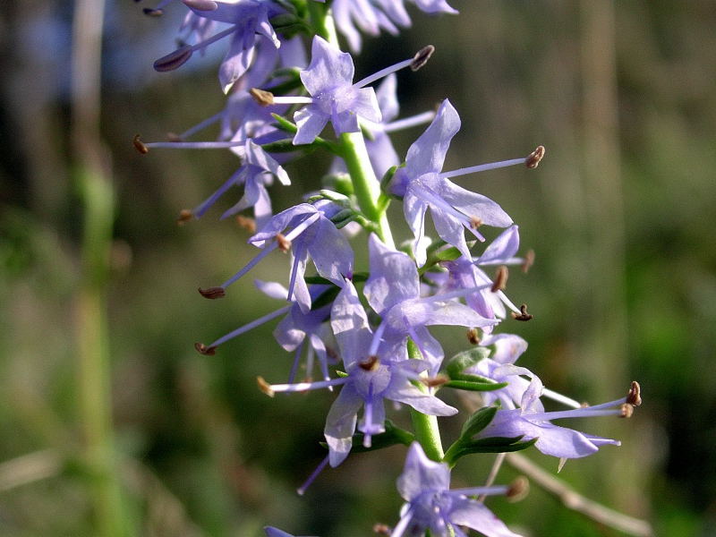 Pseudolysimachion barrelieri subsp. nitens.JPG