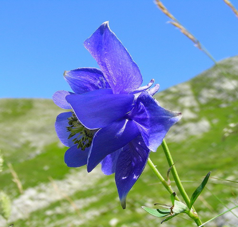 Copia di Aquilegia alpina 957.JPG
