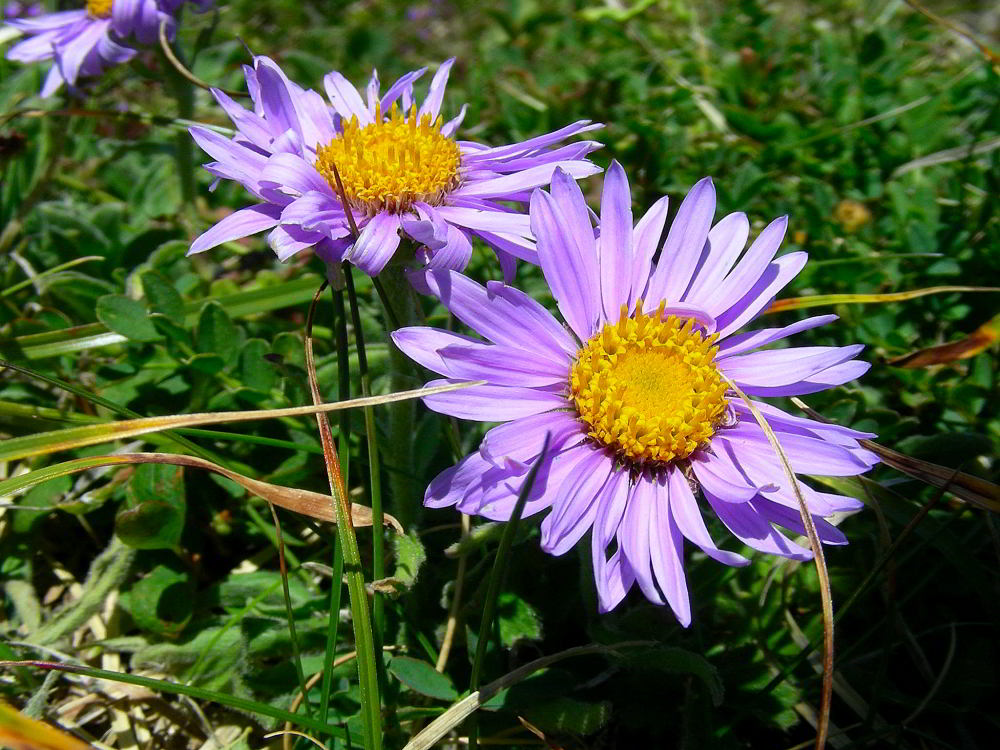 Copia di Aster alpinus 963.JPG