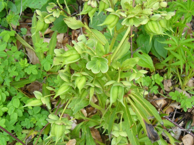 Euphorbia con frutti.jpg