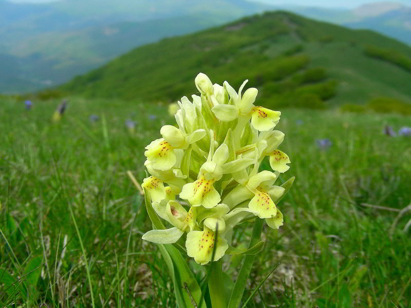 Dactylorhiza sambucina 902.JPG