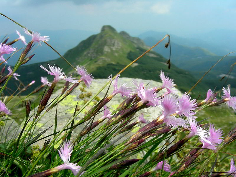 Dianthus monspessulanus 053.JPG