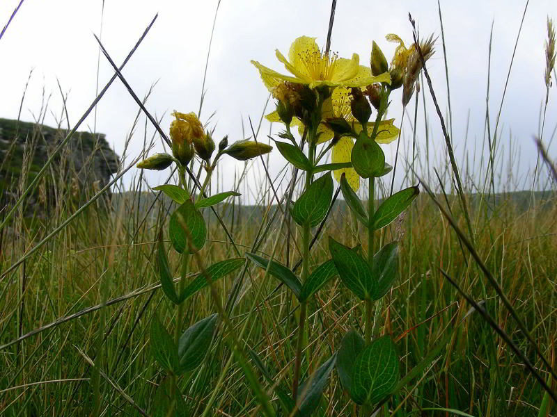 Hypericum richeri 075.JPG