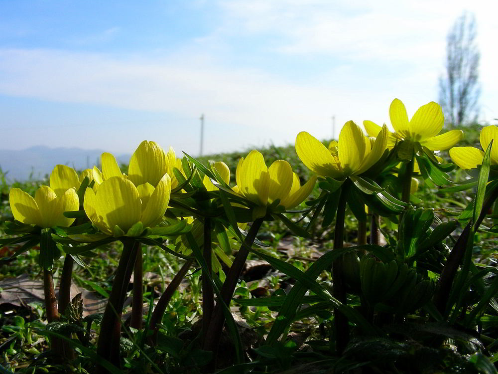 Eranthis hyemalis (L.) Salisb. 725.JPG