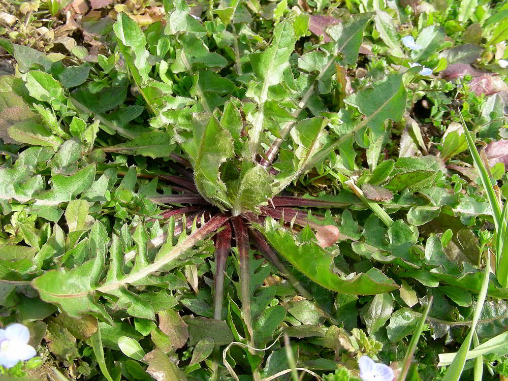 Crepis vesicaria L.18mar10 376.JPG