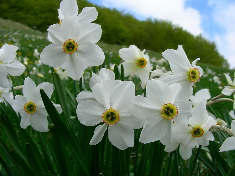 Narcissus poeticus 860.JPG