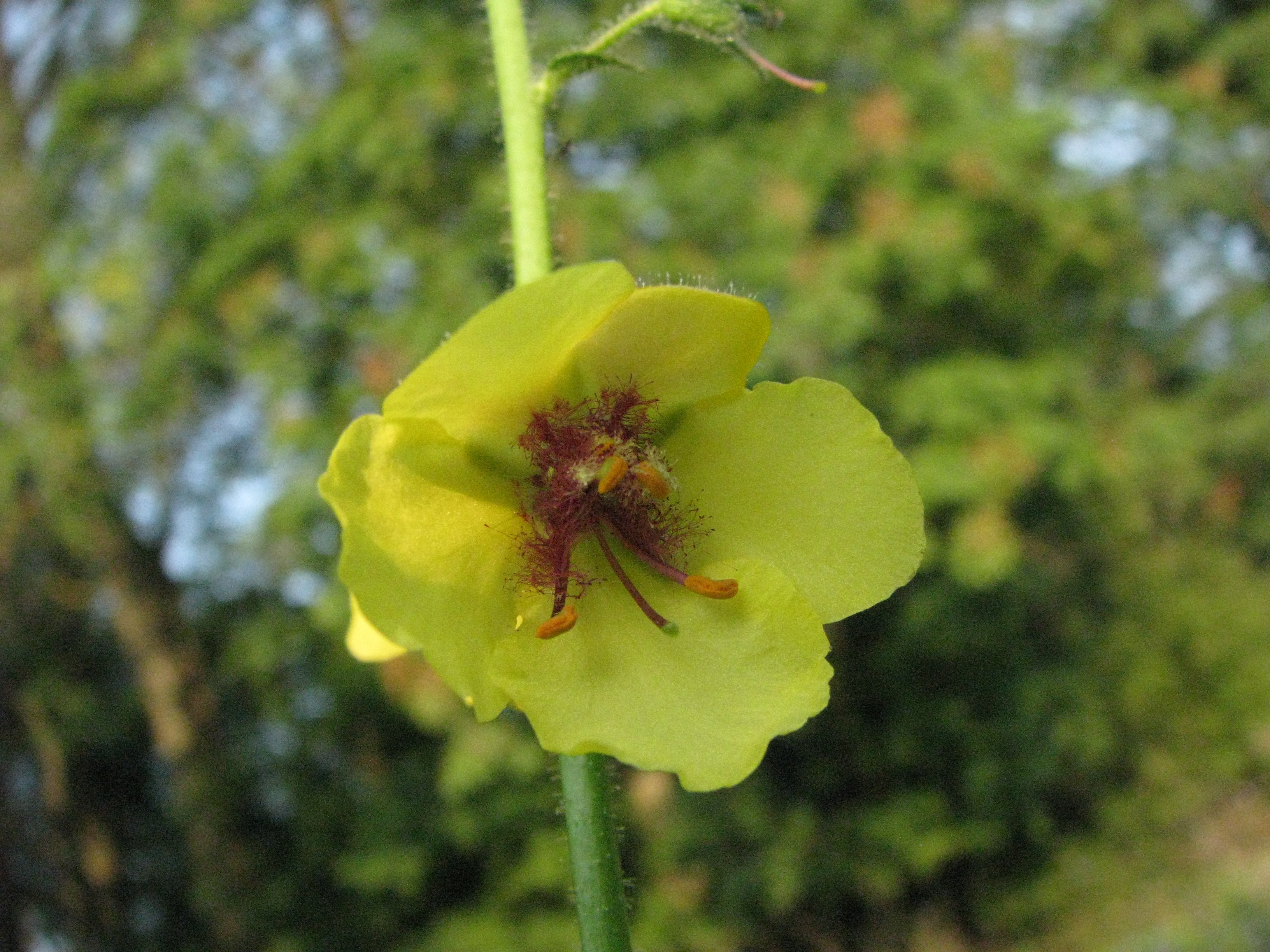 fiore giallo.jpg