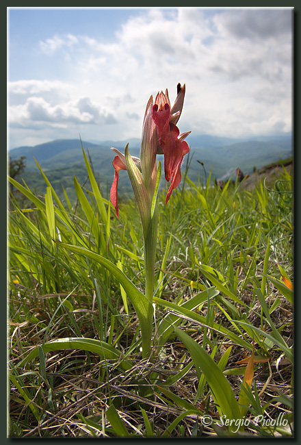 serapias_neglecta_10v14_3365G1.jpg
