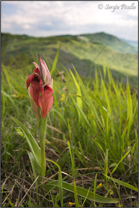 serapias_neglecta_10v14_3382G.jpg