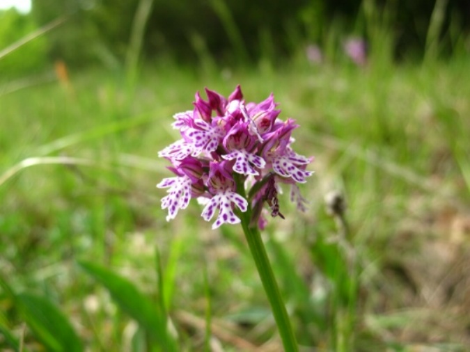 IMG_0920 ORCHIS XDIETRICHIANA.JPG