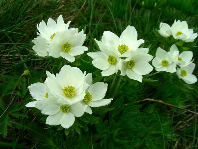 Anemonastrum narcissiflorum (L.) Holub subsp. narcissiflorum 100603-38001.jpg