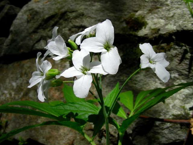 Cardamine heptaphylla (Vill.) O.E. Schulz 100603-06001.jpg