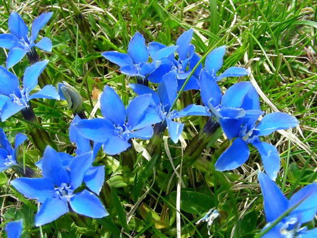 Gentiana verna L. 100603-88001.jpg