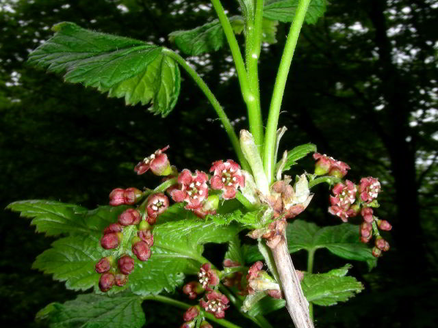 Ribes petraeum Wulfen 100603-60001.jpg