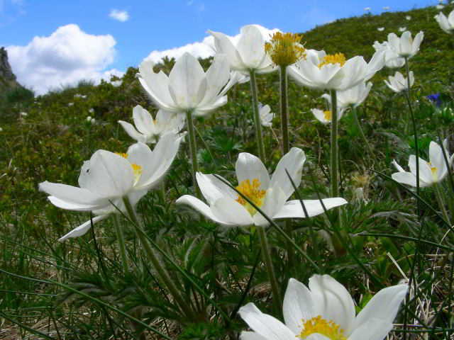 Pulsatilla alpina (L.) Delarbre 100603-29001.jpg