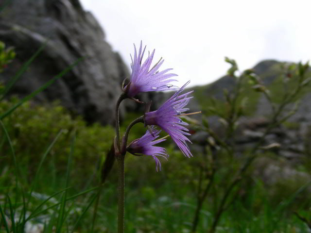 Soldanella alpina L. subsp. alpina 100603-71001.jpg