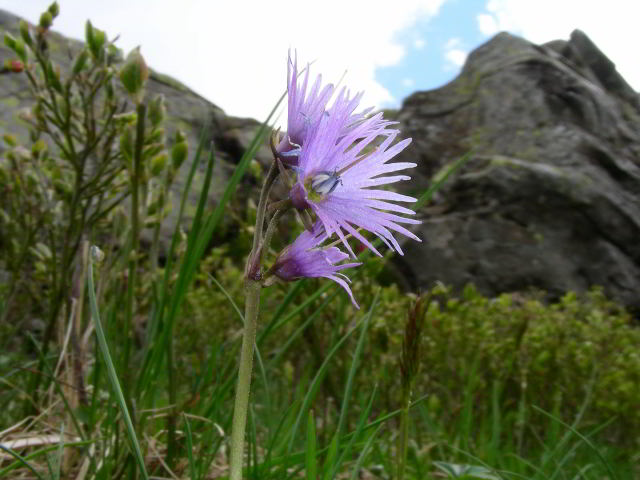 Soldanella alpina L. subsp. alpina 100603-86001.jpg