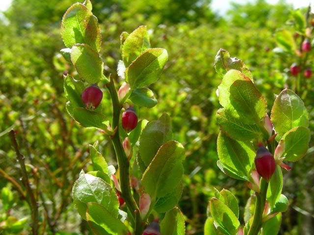 Vaccinium myrtillus L.100603-74001.jpg
