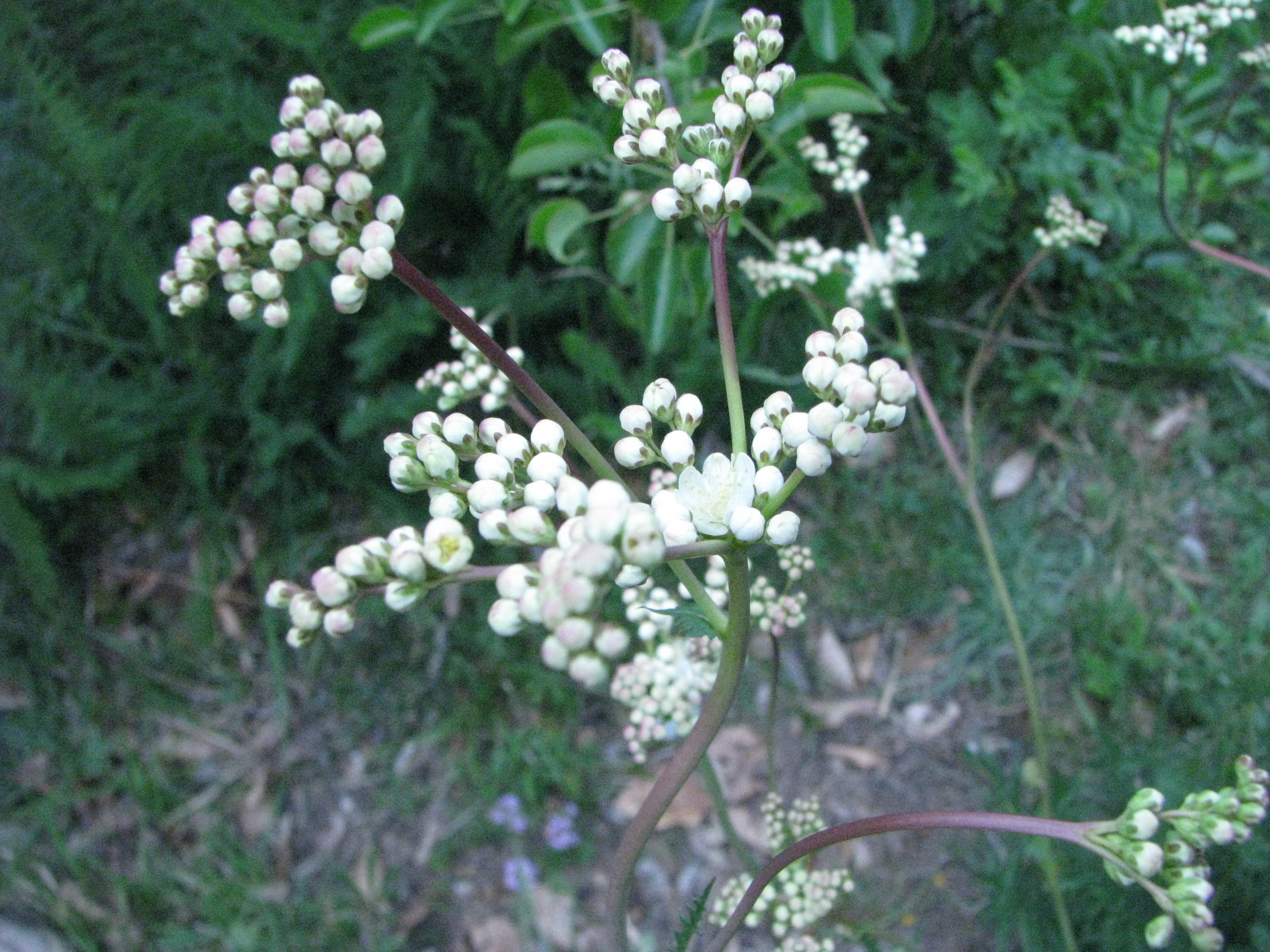 biancaneve a foglie di Achillea.jpg