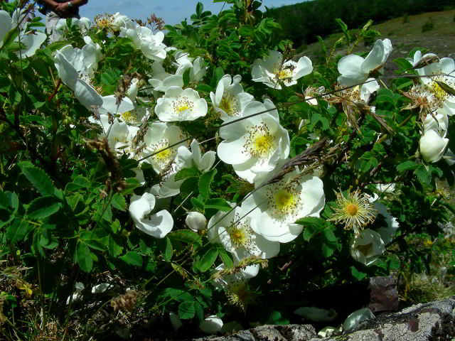 Rosa spinosissima L.100613-70.jpg