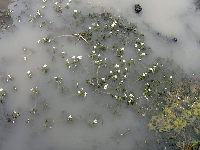 Ranunculus circinatus Sibth.100613-18.jpg