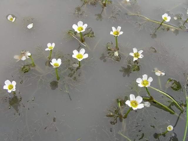 Ranunculus circinatus Sibth.100613-13.jpg