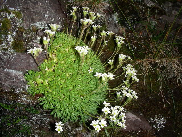 Saxifraga exarata Vill. subsp. exarata 100613-24.jpg
