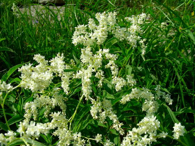 Aconogonum alpinum (All.) Schur 100701-70001.jpg