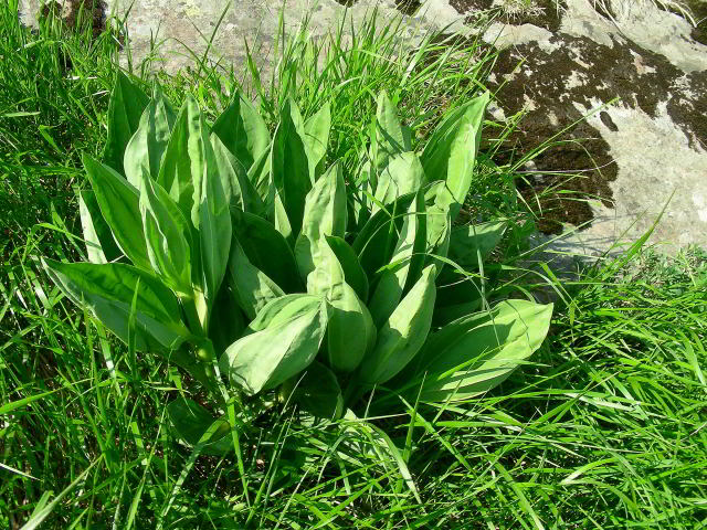 Gentiana lutea L. 100701-59001.jpg