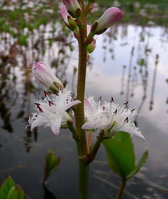 Menyanthes trifoliata L. 100701-30001.jpg