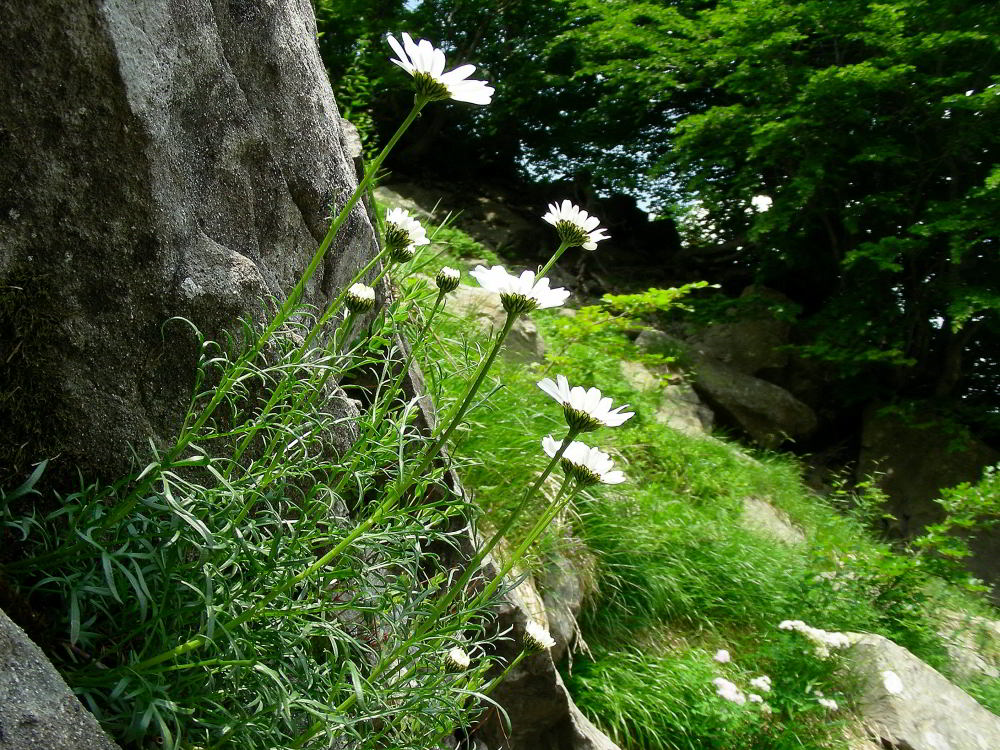 Leucanthemum coronopifolium Vill. subsp. ceratophylloides (All.) Vogt & Greuter 100701-69001.jpg