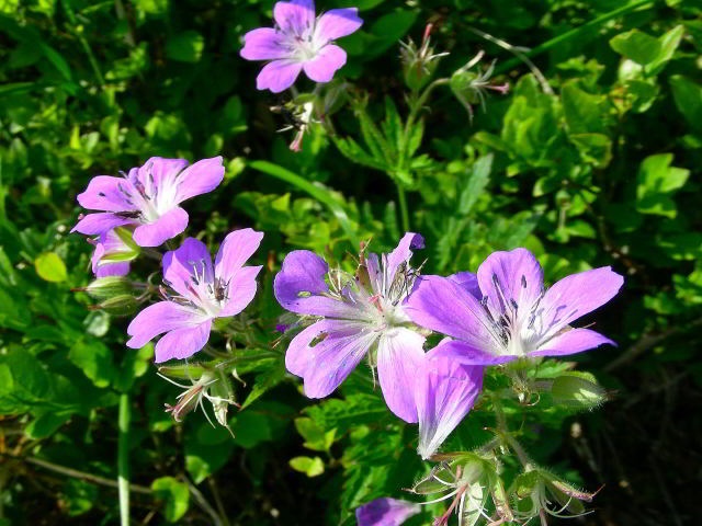 Geranium sylvaticum L.  100701-87001.jpg