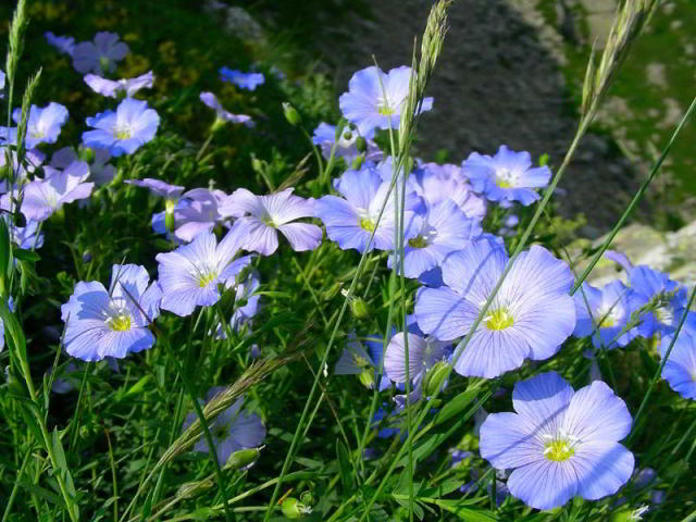 Linum alpinum Jacq. 100701-02001.jpg